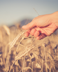 Weizenkeimlingspulver in h&ouml;chster Qualit&auml;t