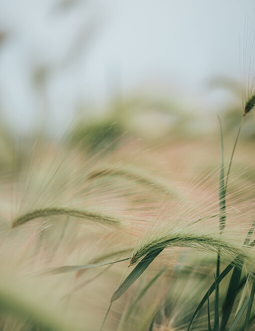 Trendprodukt Spermidin einfach erklärt Trendprodukt Spermidin einfach erklärt